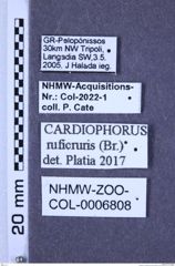 Etiketten zu Cardiophorus ruficruris (Brullé, 1832) (NHMW-ZOO-COL-0006808)